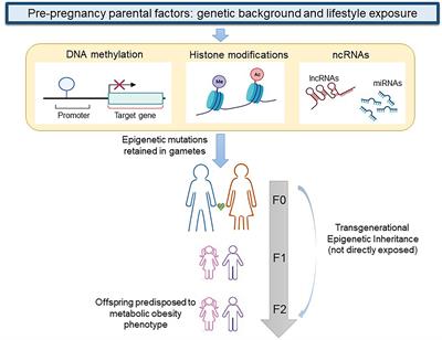 Genetics, epigenetics and transgenerational transmission of obesity in children